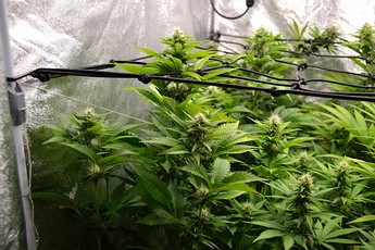 Growreport Bild 1