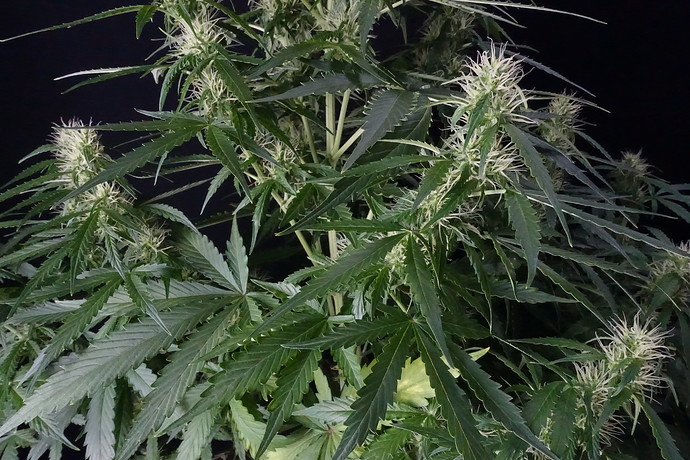 Growreport Bild 22