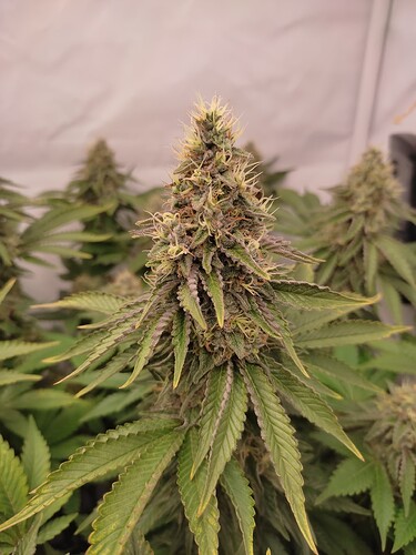 Growreport Bild 21