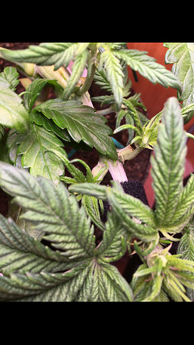 Growreport Bild 26