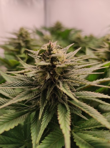 Growreport Bild 2