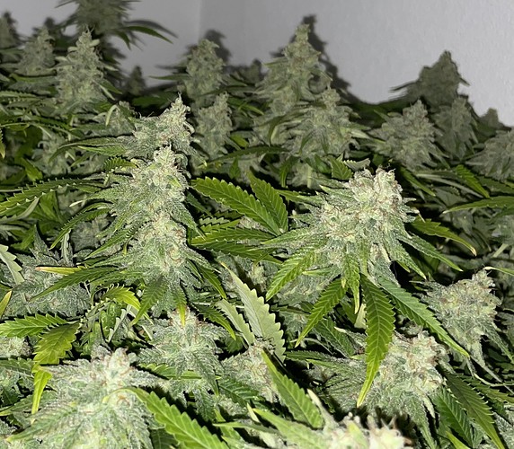Growreport Bild 9