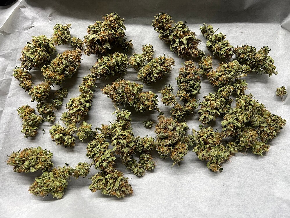1. Grow: 1x Sensi Seeds Skunk #1 / Selbstbau-Box / SANlight Q1W - ABGESCHLOSSEN