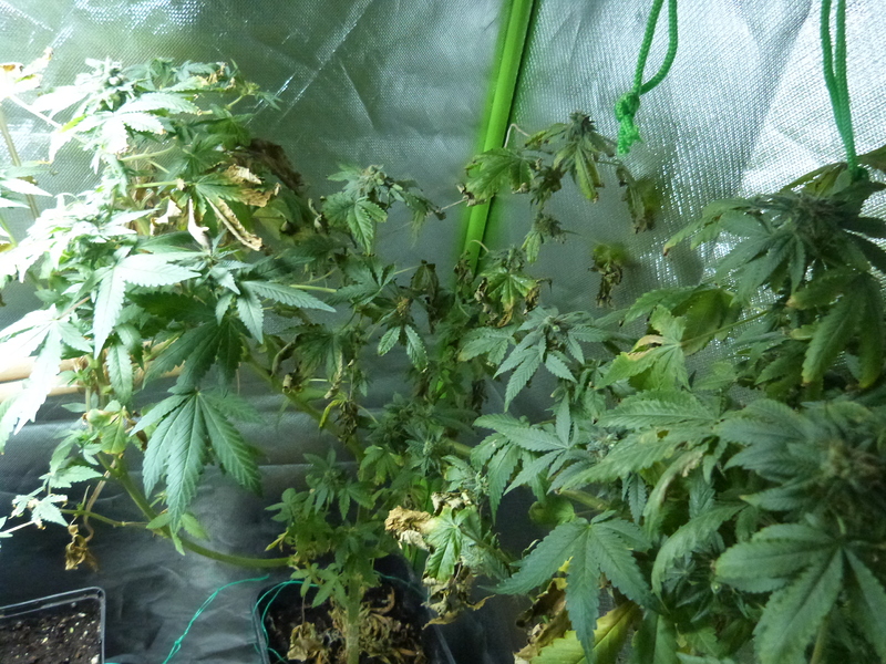 Growreports 1a, 1b1, 1b2,1c1, 1c2, FINISHED - Growreports - Forum