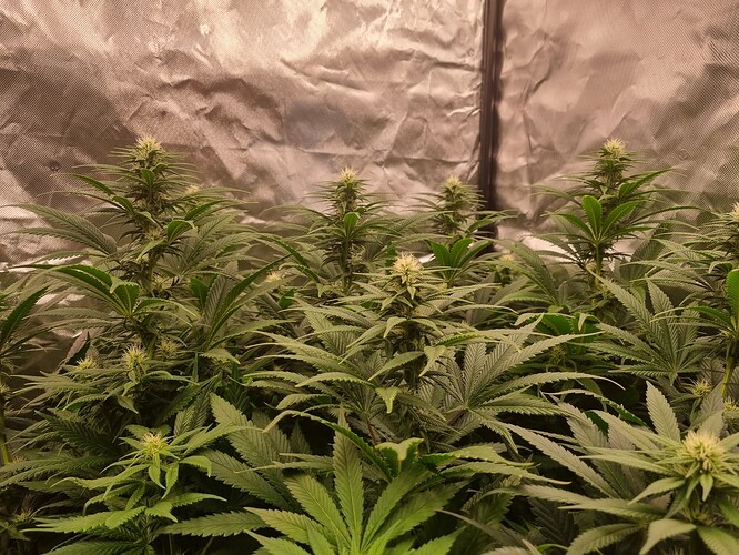 Growreport Bild 36