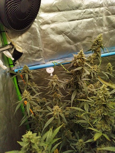 Growreport Bild 24