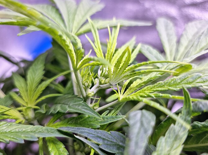 Growreport Bild 1
