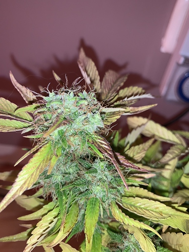 Growreport Bild 7