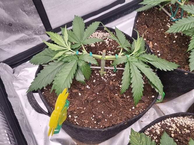 Growreport Bild 42