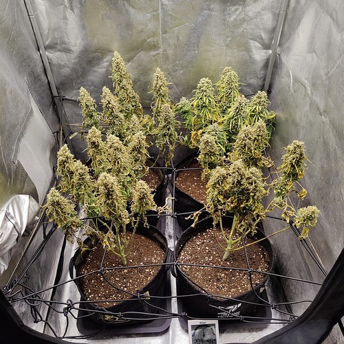 Growreport Bild 13