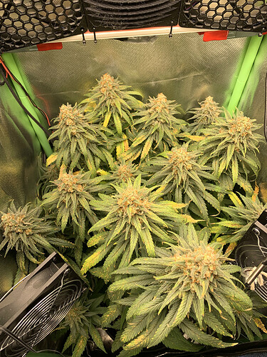 Growreport Bild 9