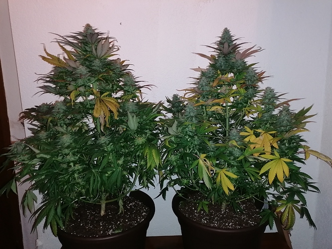 Growreport Bild 7
