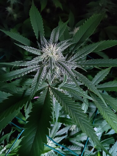 Growreport Bild 2