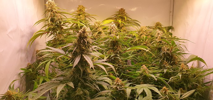 Growreport Bild 5