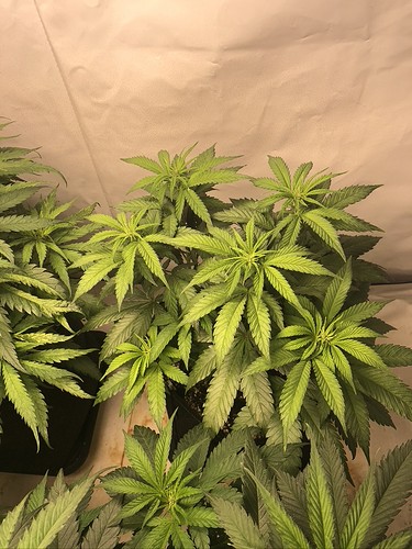 Growreport Bild 5