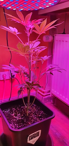 Growreport Bild 2