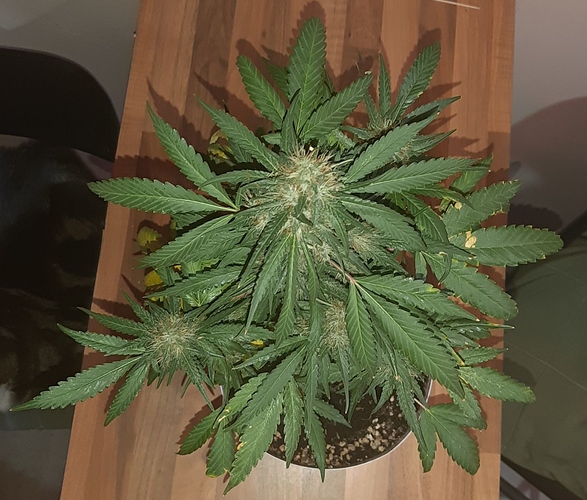 Growreport Bild 2