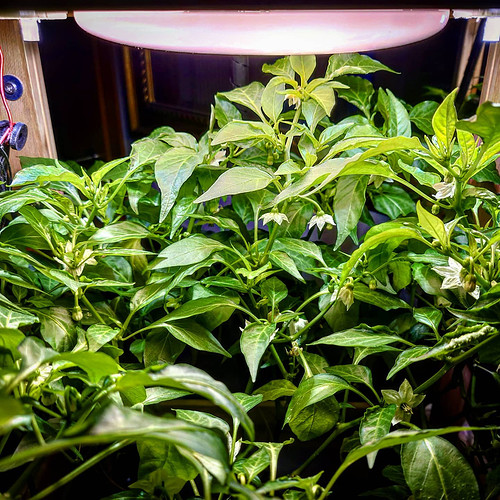 Growreport Bild 1