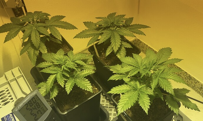 Growreport Bild 14