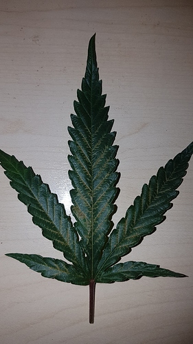 Growreport Bild 4