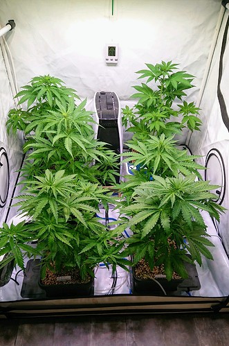 obscura1613844200033~3