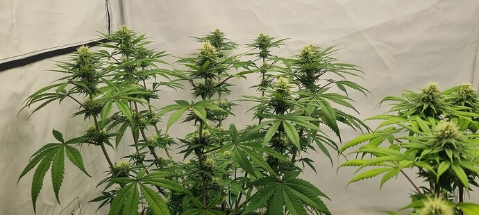 Growreport Bild 5
