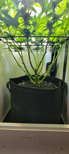 Growreport Bild 4