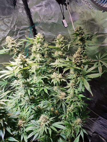 Growreport Bild 23