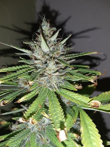 Growreport Bild 6