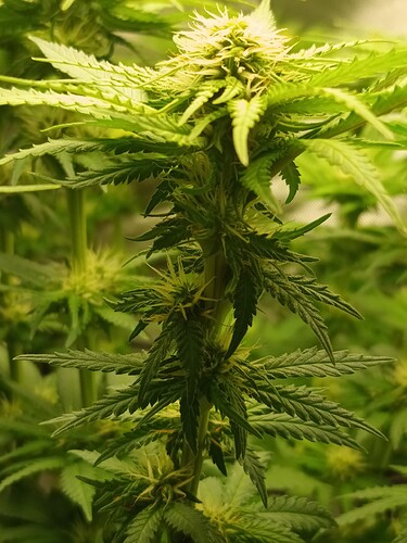 Growreport Bild 6