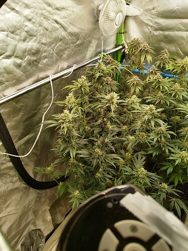 Growreport Bild 3