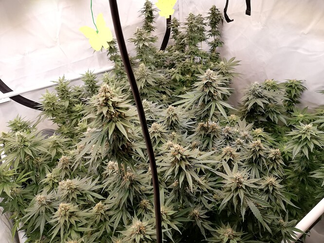 Growreport Bild 1