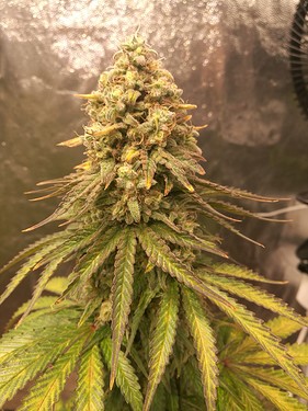 Growreport Bild 10