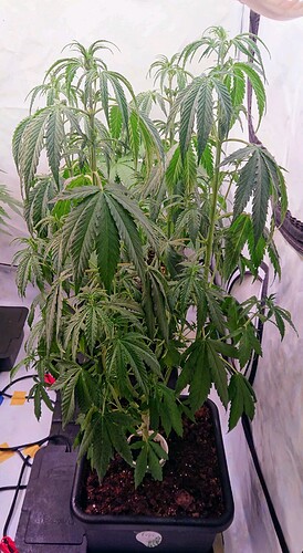 obscura1662029350276