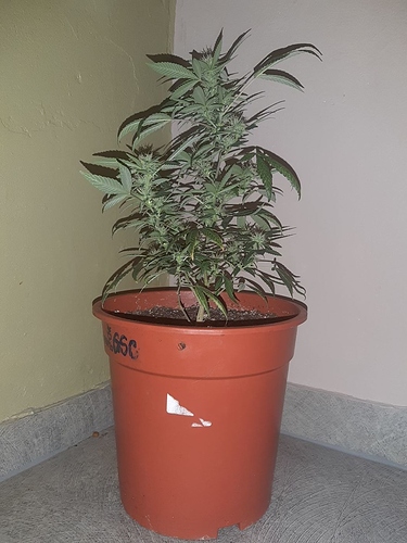 Growreport Bild 7