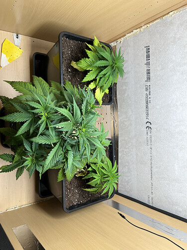 Growreport Bild 1