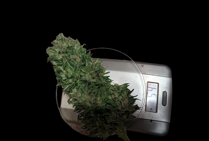 Growreport Bild 28