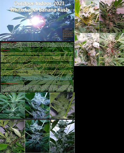 Growreport Bild 5
