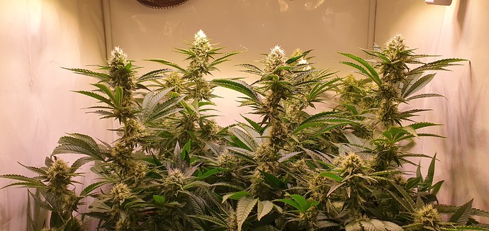 Growreport Bild 7