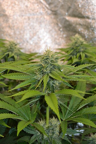 Growreport Bild 7