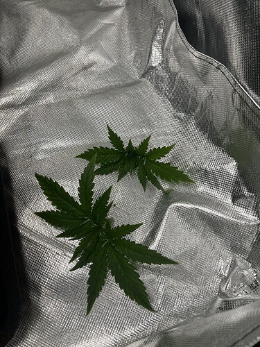Growreport Bild 5