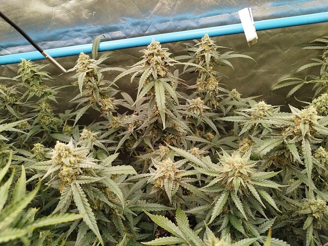 Growreport Bild 26