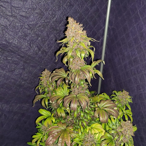 Growreport Bild 47