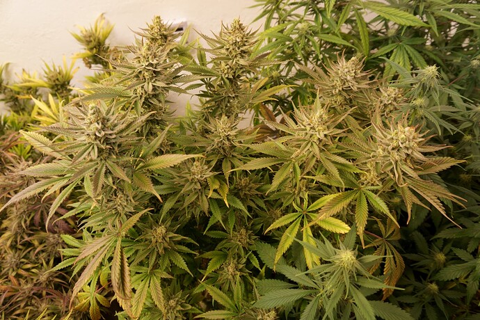 Growreport Bild 4
