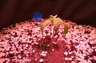 Ein junger Cannabis-Keimling mit zwei Blattpaaren steht in einem Topf mit Erde und Perlit. Die Beleuchtung ist rot-violett.
