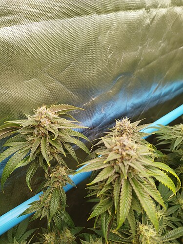 Growreport Bild 16