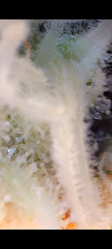 Nahaufnahme von Trichomen einer Cannabispflanze unter einem Mikroskop, die auf Reife hinweisen.