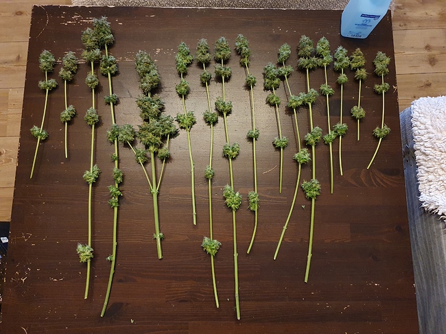 Growreport Bild 7
