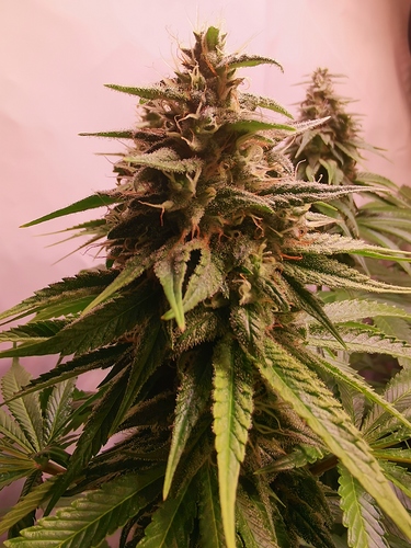 Growreport Bild 10