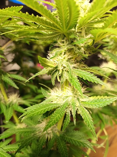Growreport Bild 20